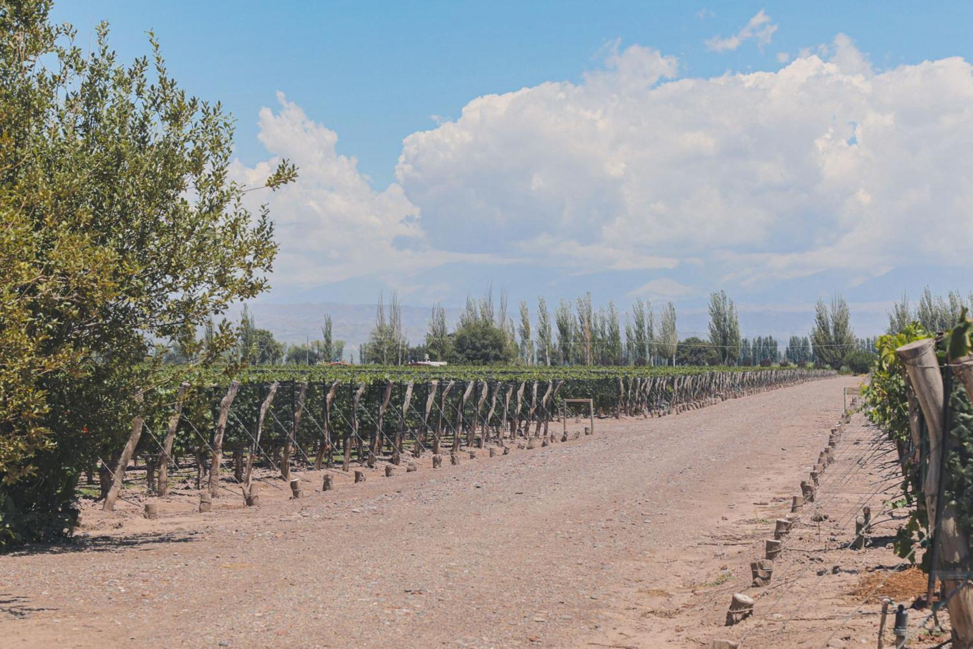 Enlace Wine House Lujan de Cuyo Exteriör bild